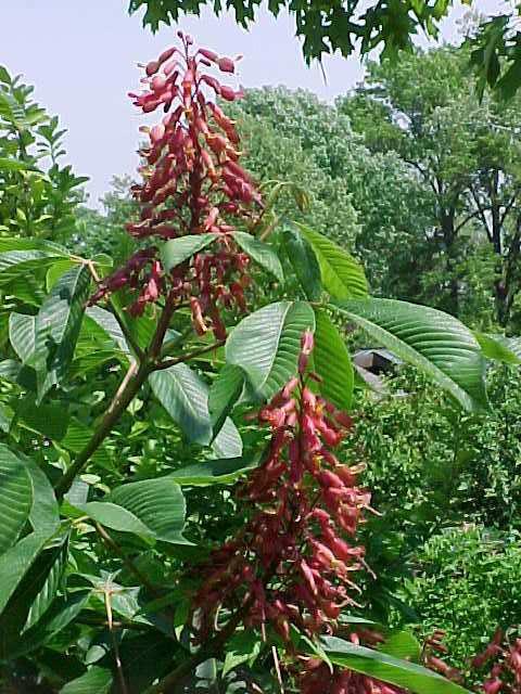 Red buckeye
