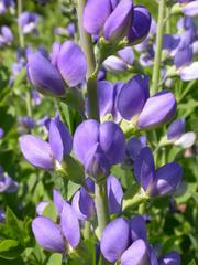 Baptisia
