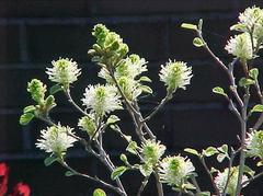Fothergilla