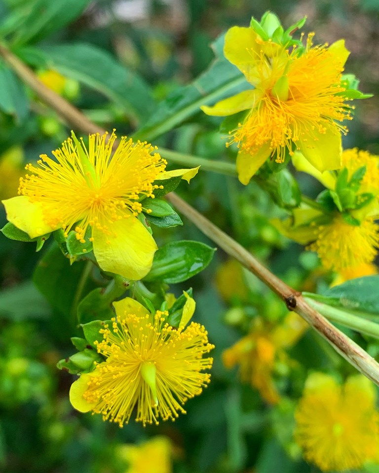 St.Johns Wort