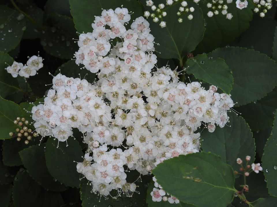 Spirea