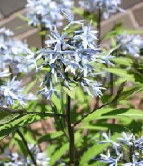 Amsonia Blue Star