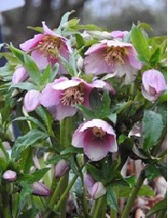 Lenten Rose 