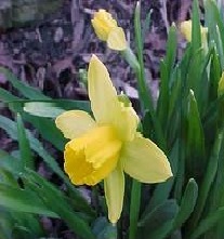Narcissus