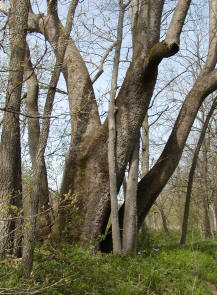 Photo provided by Carl Garrick